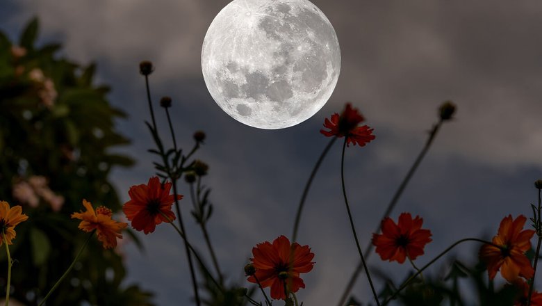 Лунный календарь садовых и огородных работ на май 2026 года: благоприятные и неблагоприятные дни