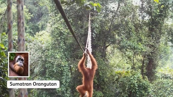 Орангутан впервые прошел по подвесному мосту в Индонезии: видео