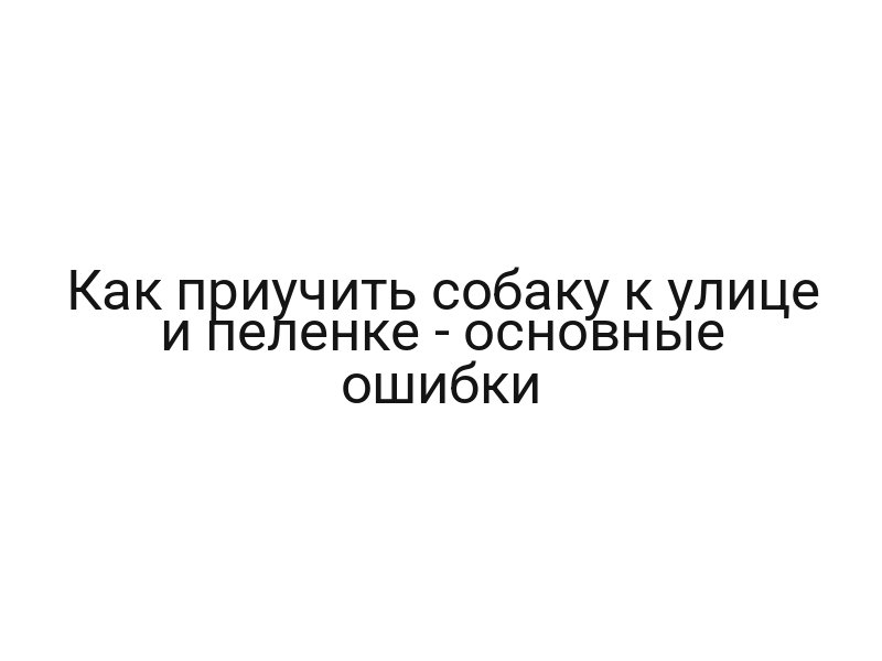 Как приучить собаку к улице и пеленке — основные ошибки
