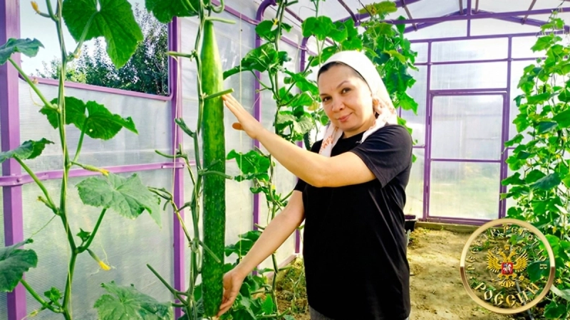 В Татарстане вырастили самый длинный в России огурец — 93 сантиметра